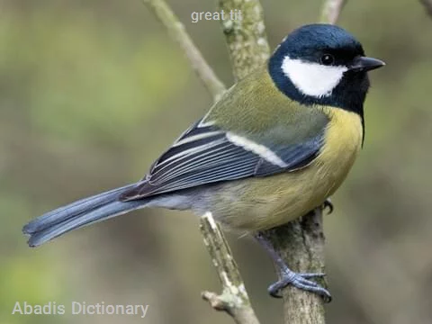 great tit